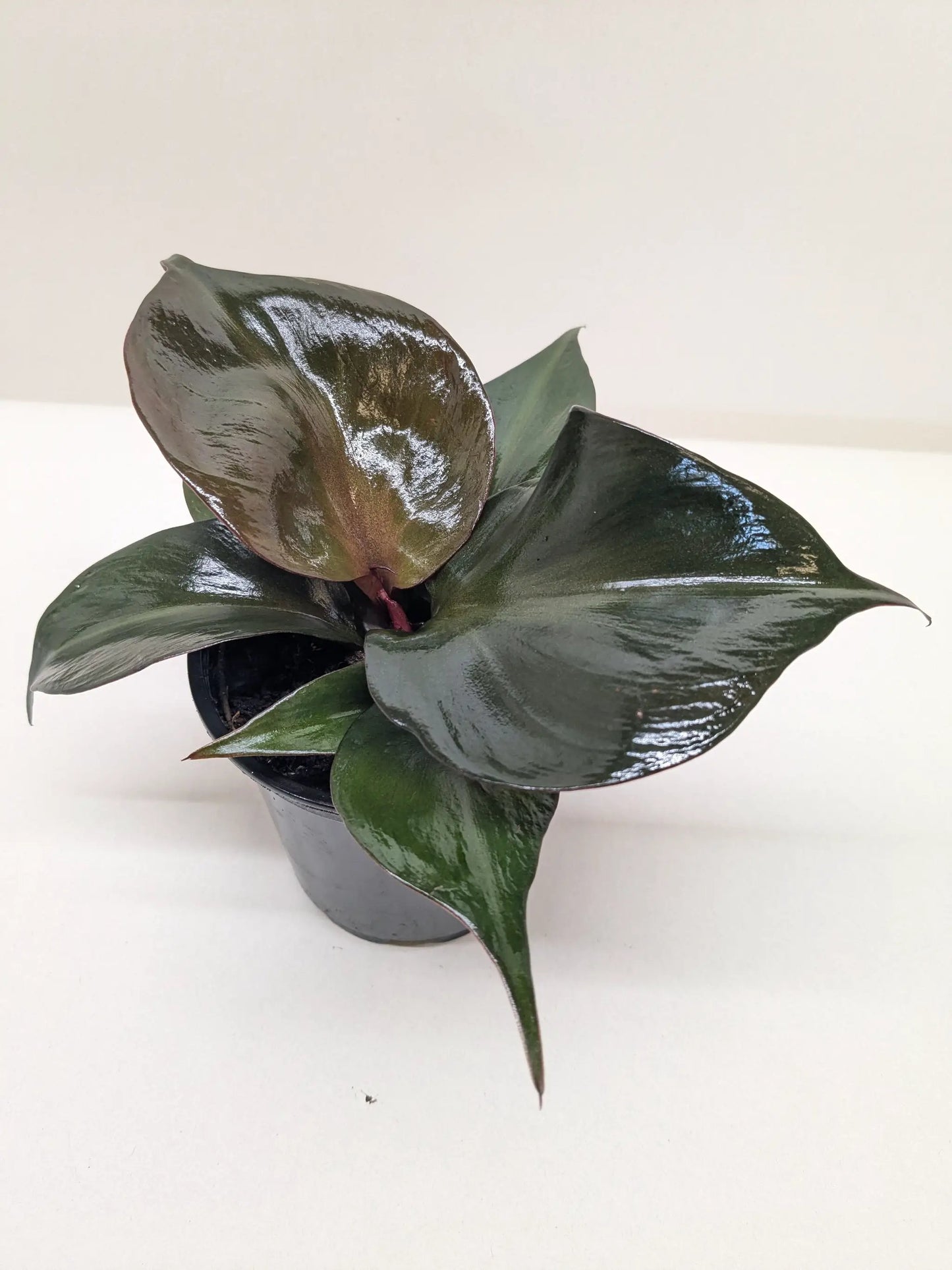 Philodendron Red Heart with Red Foliage Plant