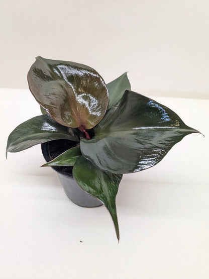 Philodendron Red Heart with Red Foliage Plant