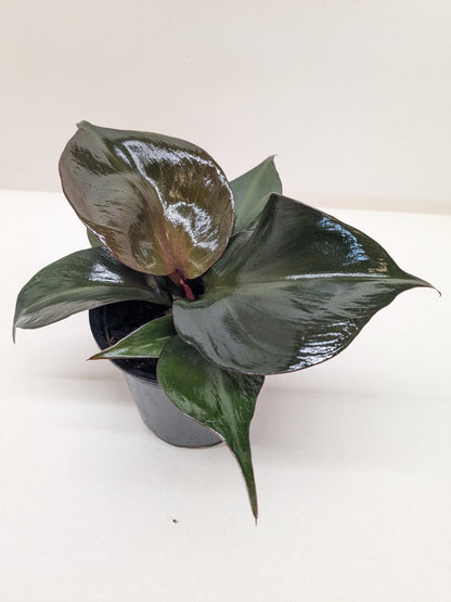 Philodendron Red Heart indoor plant with dark green heart-shaped leaves in a black pot on Tampa Home & Garden Store