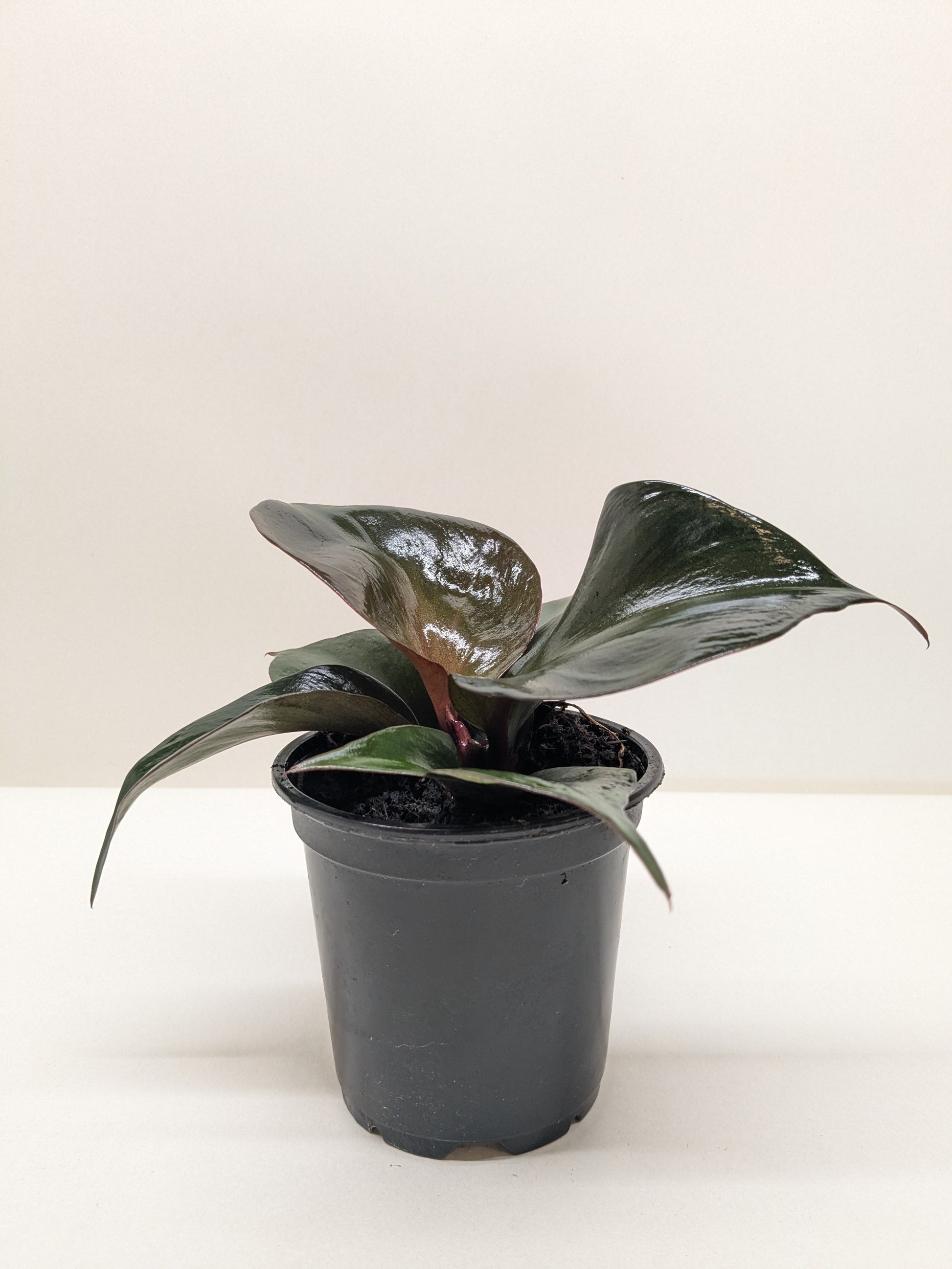 Philodendron Red Heart indoor plant with glossy dark-green leaves in a black pot on Tampa Home & Garden Store