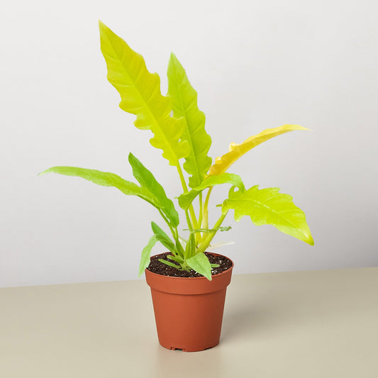 Philodendron Golden Ring of Fire indoor plant with yellow-green leaves in a terracotta pot on Tampa Home & Garden Store