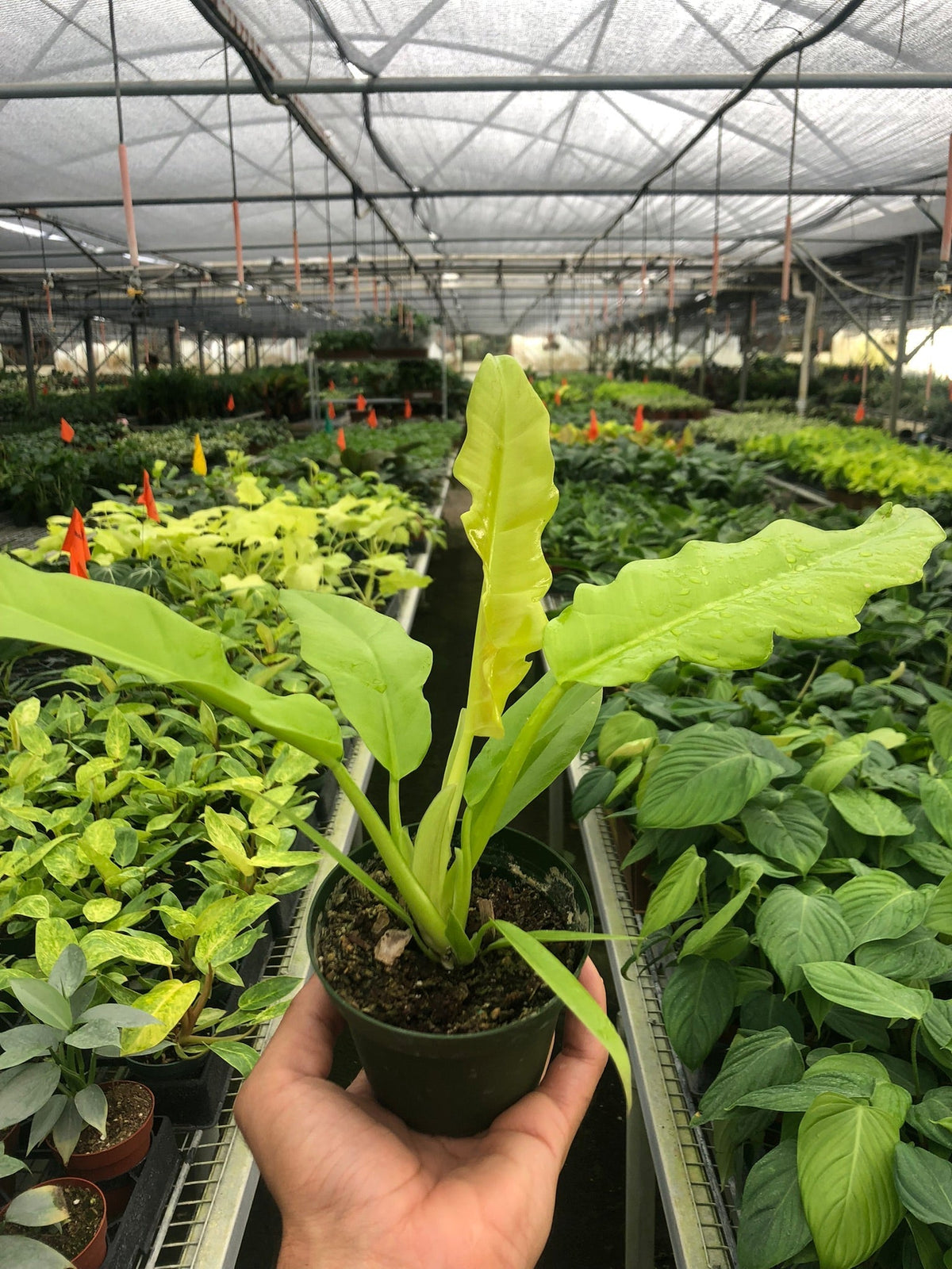 Philodendron Ring of Fire Gold indoor potted plant with lime-green leaves on Tampa Home & Garden Store