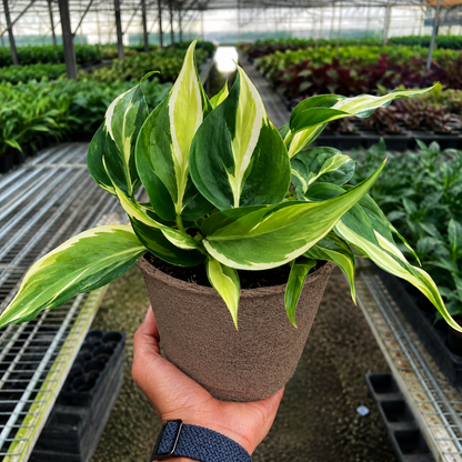 Philodendron Silver Stripe indoor plant with green and lime leaves in a textured pot on Tampa Home & Garden Store