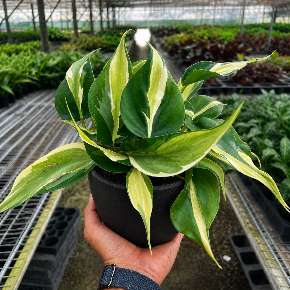 Philodendron Silver Stripe indoor plant with green and cream variegated leaves in a pot on Tampa Home & Garden Store