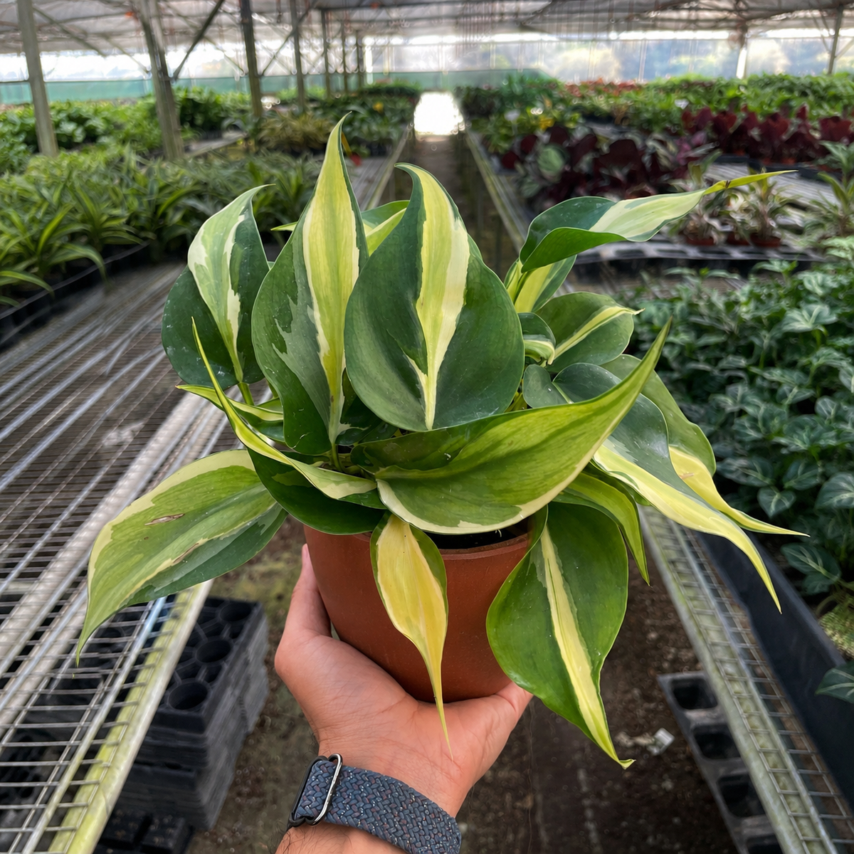 Philodendron Silver Stripe indoor plant with variegated green and cream leaves in a pot on Tampa Home & Garden Store