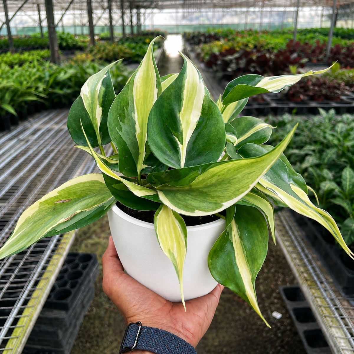 Philodendron Silver Stripe indoor plant in white pot with variegated green and cream leaves on Tampa Home & Garden Store