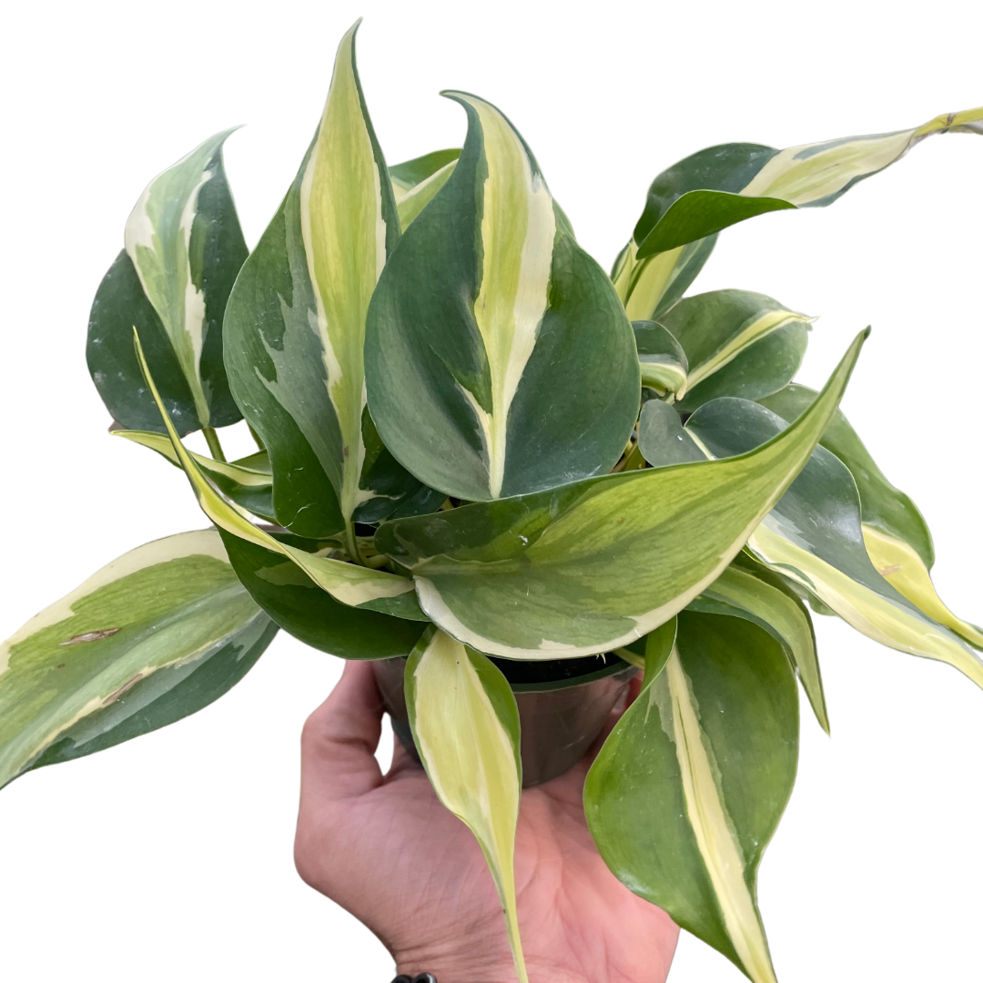Philodendron Silver Stripe potted houseplant with variegated green and cream leaves on Tampa Home & Garden Store