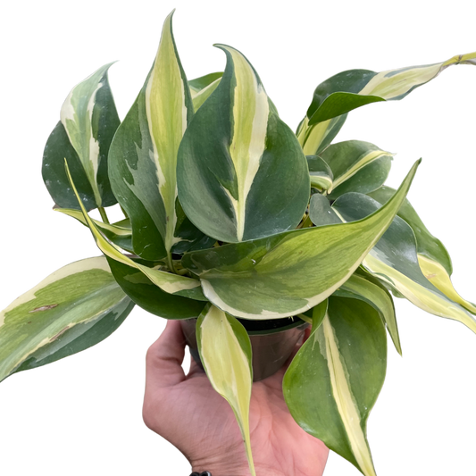 Philodendron Silver Stripe potted houseplant with variegated green and cream leaves on Tampa Home & Garden Store