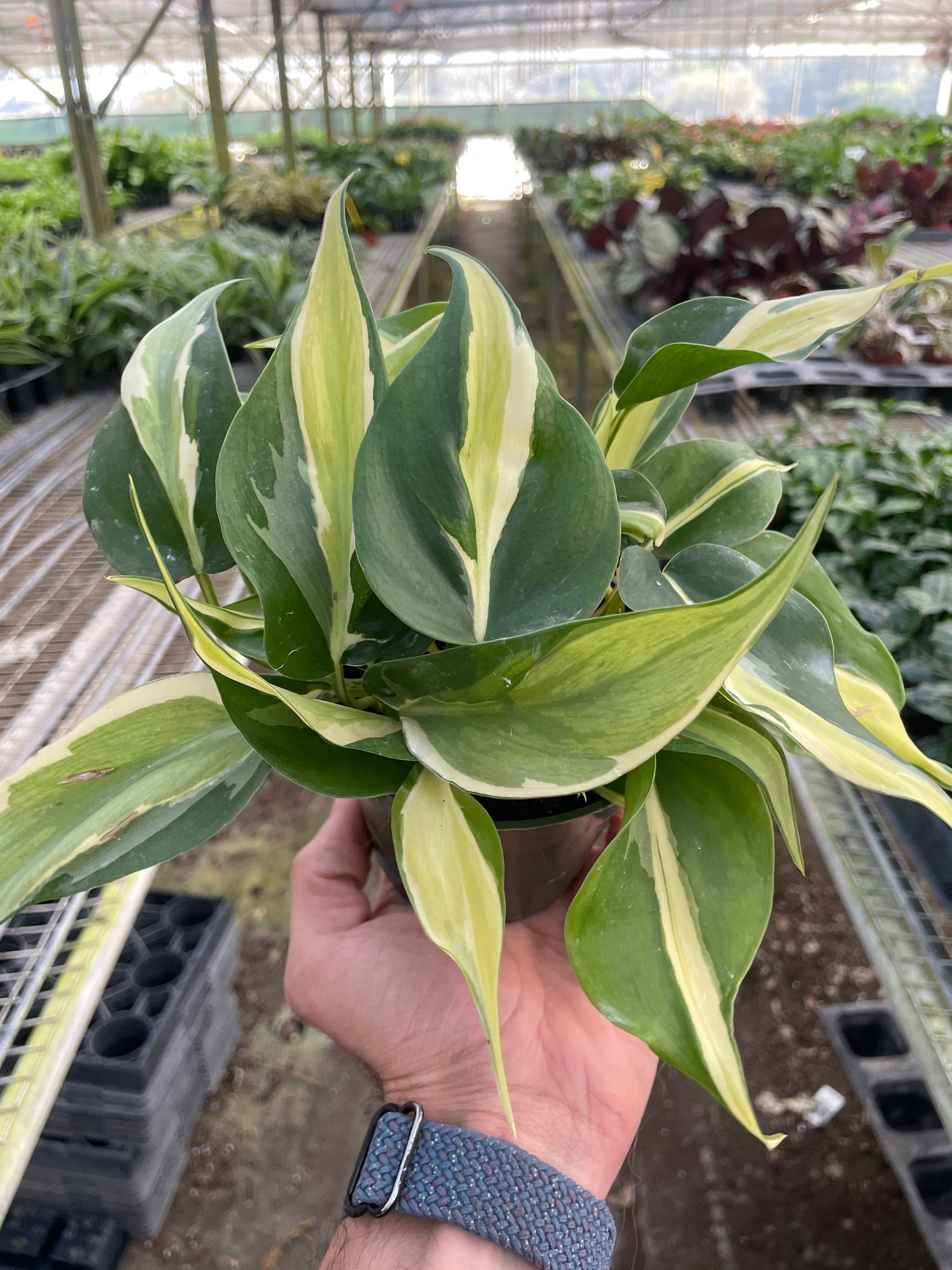 Philodendron Silver Stripe variegated indoor potted plant with green and cream leaves on Tampa Home & Garden Store