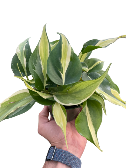 Philodendron Silver Stripe variegated indoor plant with green and cream leaves in a pot on Tampa Home & Garden Store