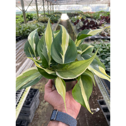 Philodendron Silver Stripe indoor plant with green and cream leaves by House Plant Shop on Tampa Home & Garden Store