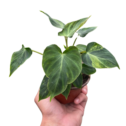 - image on Tampa Home & Garden Store