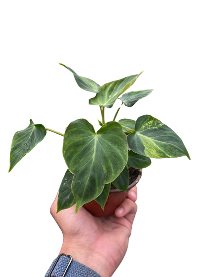 - image on Tampa Home & Garden Store
