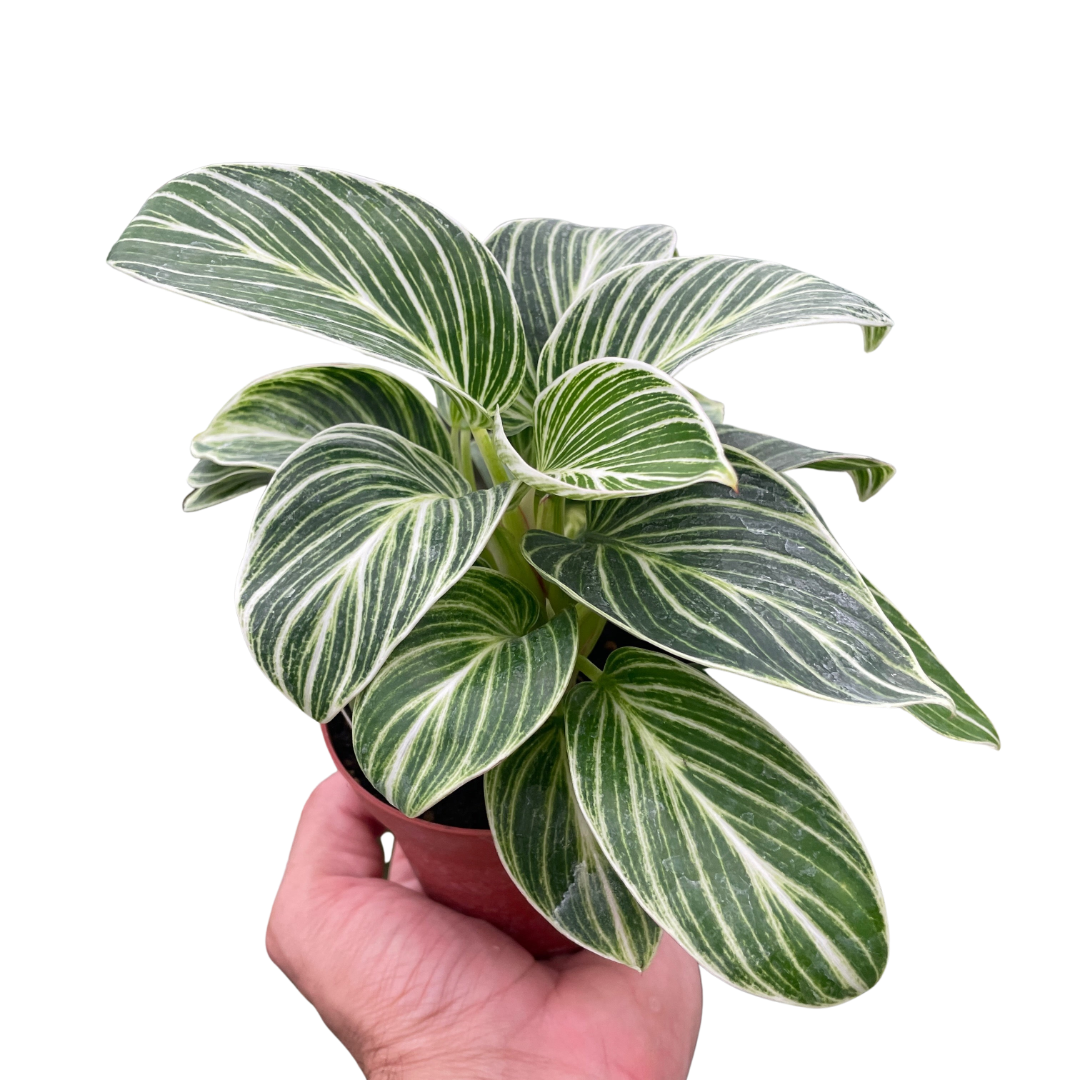 Philodendron White Measure 4-inch plant with variegated green leaves in terracotta pot on Tampa Home & Garden Store