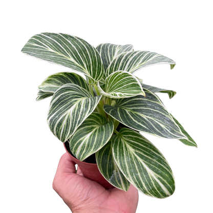Philodendron White Measure 4-inch plant with variegated green leaves in terracotta pot on Tampa Home & Garden Store