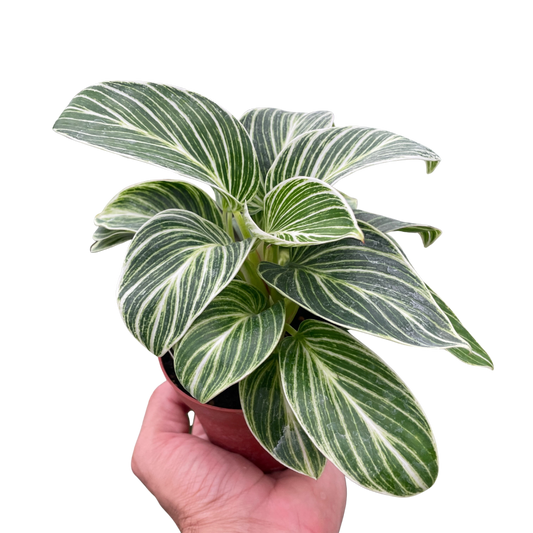Philodendron White Measure 4-inch plant with variegated green leaves in terracotta pot on Tampa Home & Garden Store