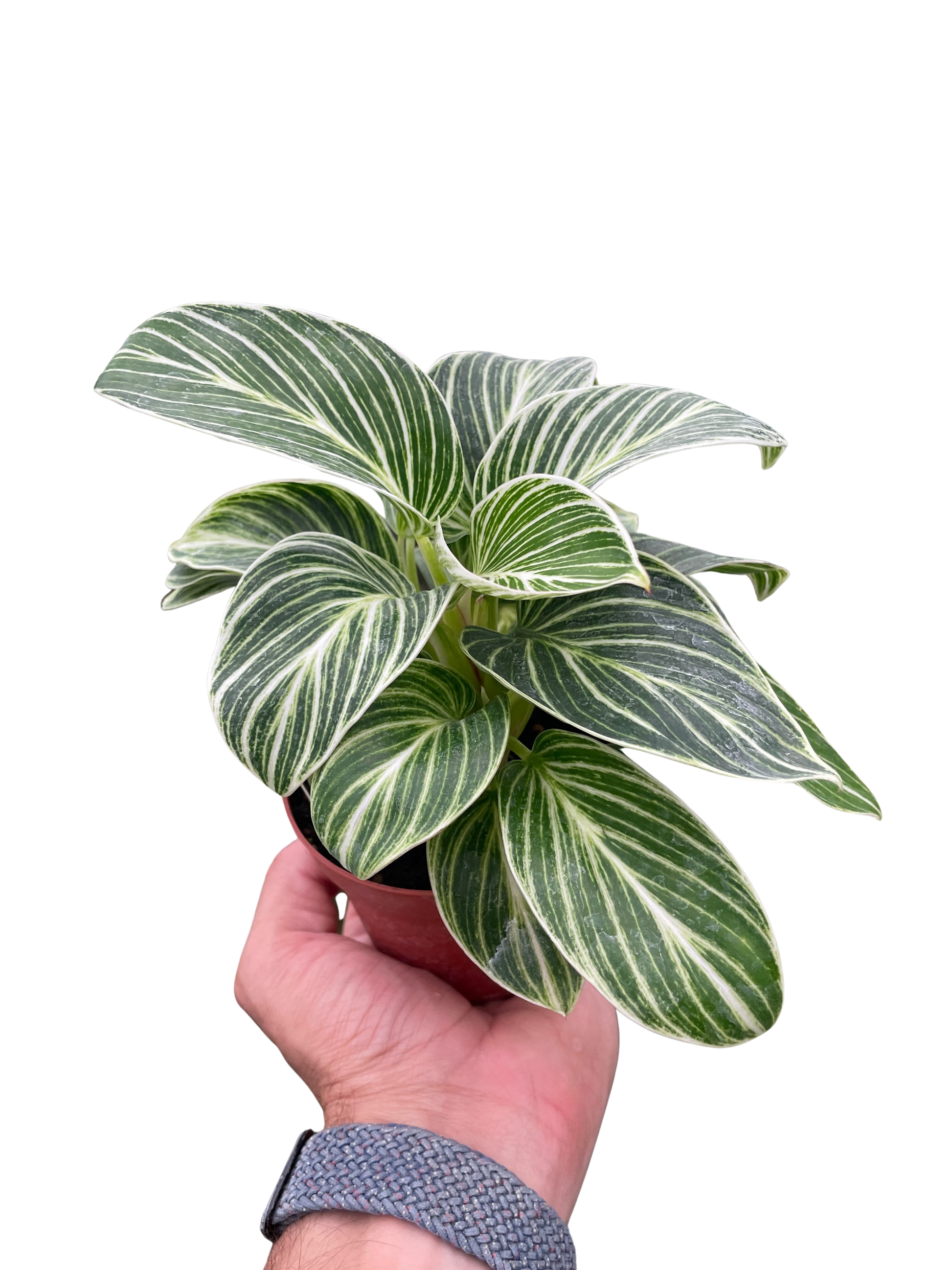 Philodendron White Measure 4in plant with white variegated leaves in pot from House Plant Shop on Tampa Home & Garden Store