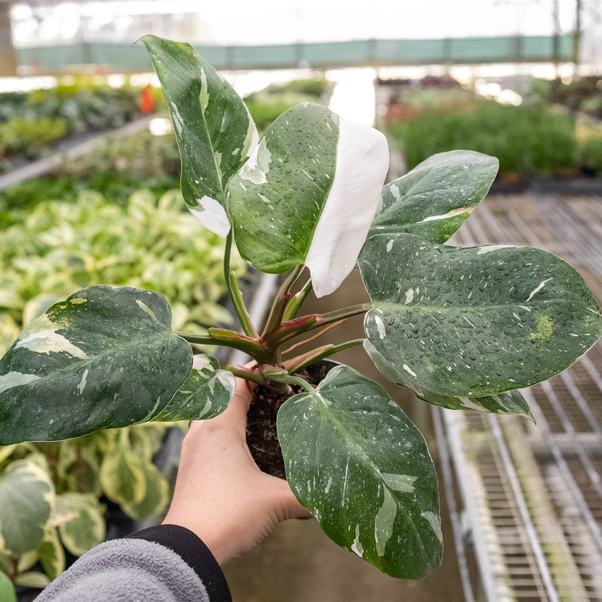 Philodendron White Princess indoor plant with variegated green and white leaves House Plant Shop on Tampa Home & Garden Store