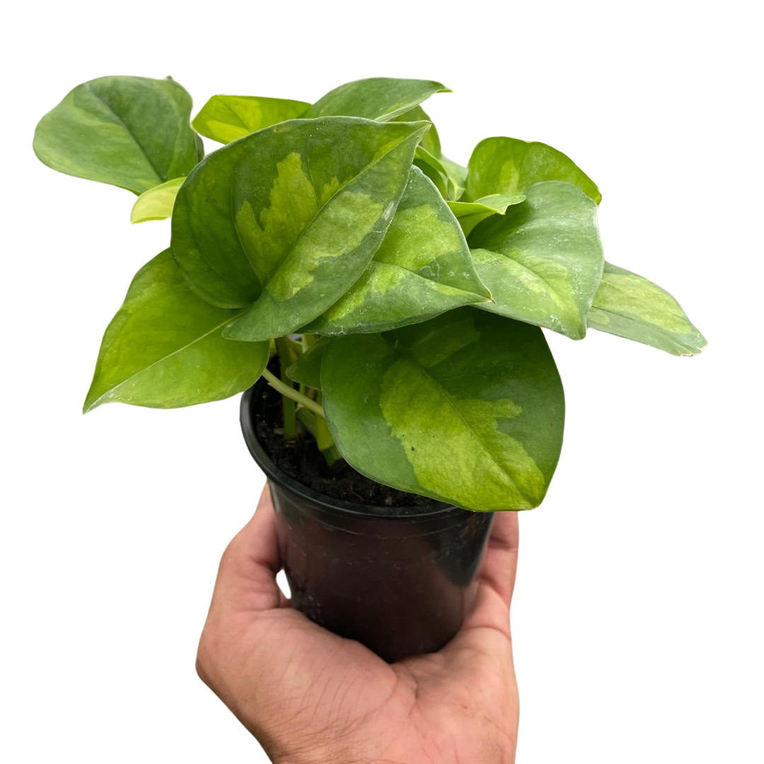 Pothos Global Green Plant with Variegated Leaves