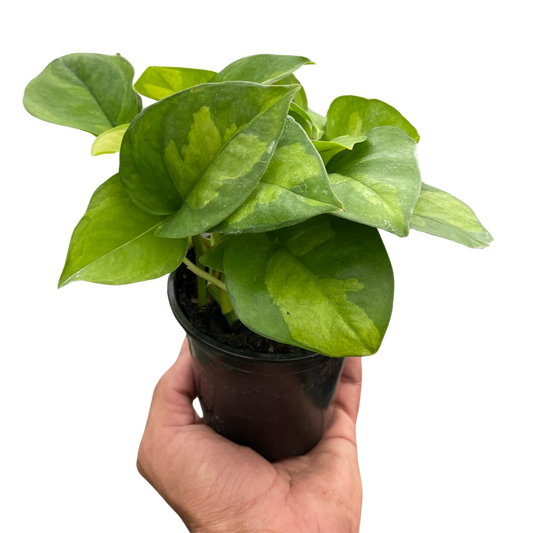 Pothos Global Green indoor plant with variegated green leaves in a small black pot on Tampa Home & Garden Store