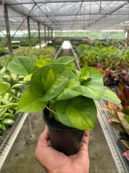 Pothos Global Green Plant with Variegated Leaves