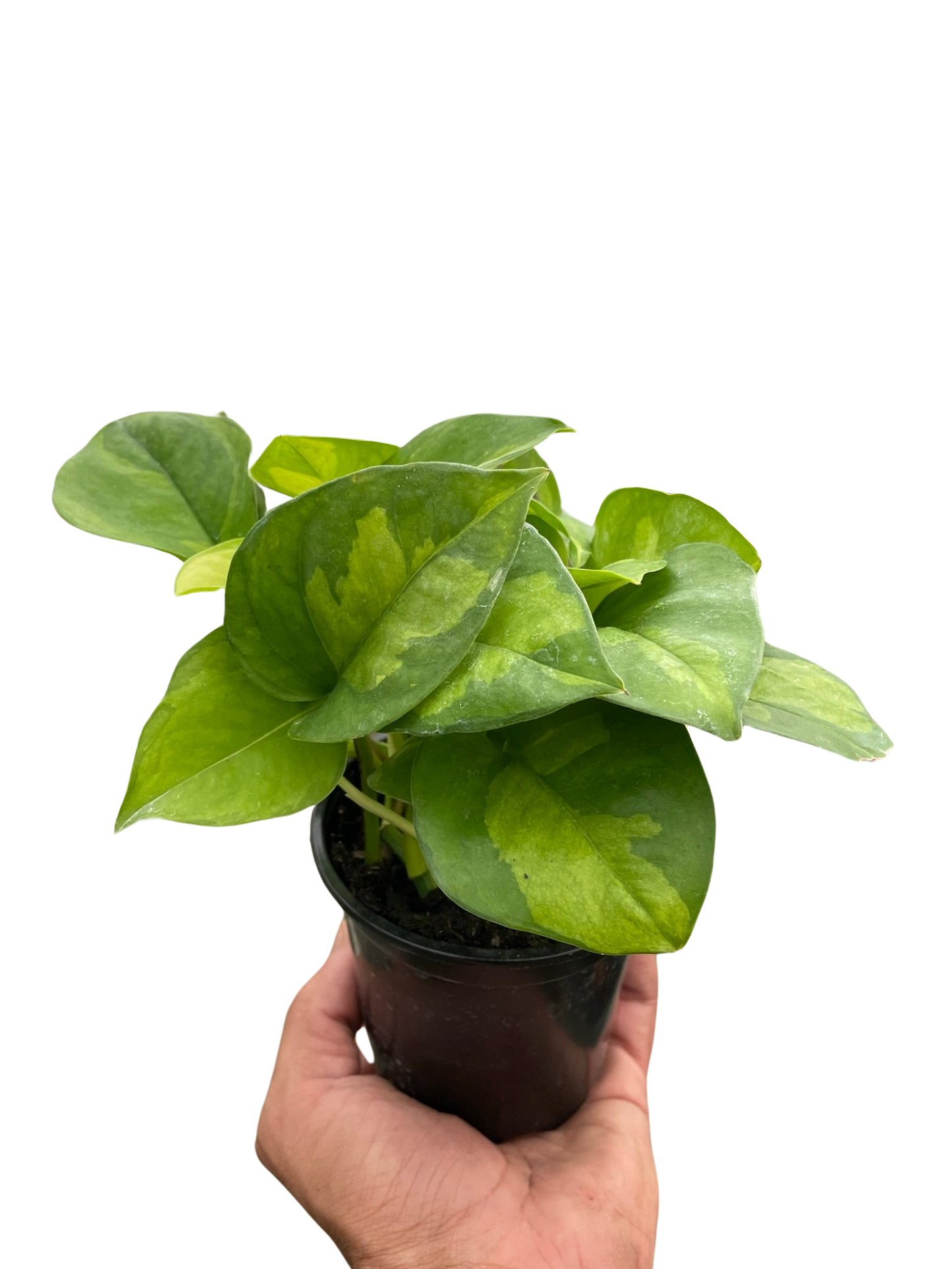 Pothos Global Green Plant with Variegated Leaves