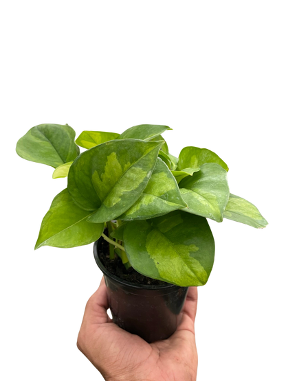 Pothos Global Green Plant with Variegated Leaves