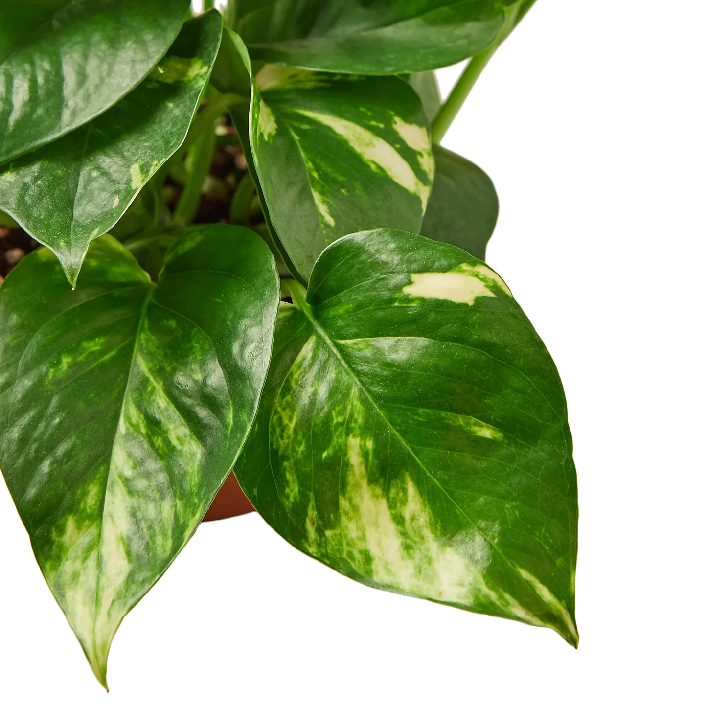 Pothos Golden indoor plant with variegated green and cream leaves Rooted Treasures Farms on Tampa Home & Garden Store