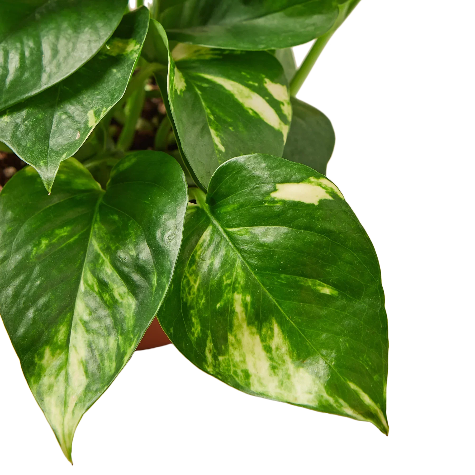 Pothos Golden indoor plant with variegated green and cream leaves Rooted Treasures Farms on Tampa Home & Garden Store