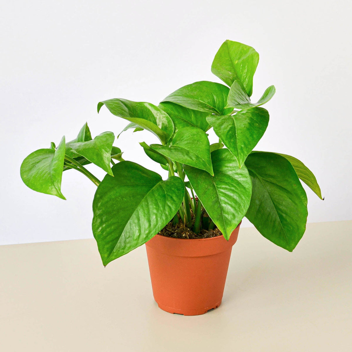 Pothos Green Queen indoor plant with glossy green leaves in a terracotta pot on Tampa Home & Garden Store