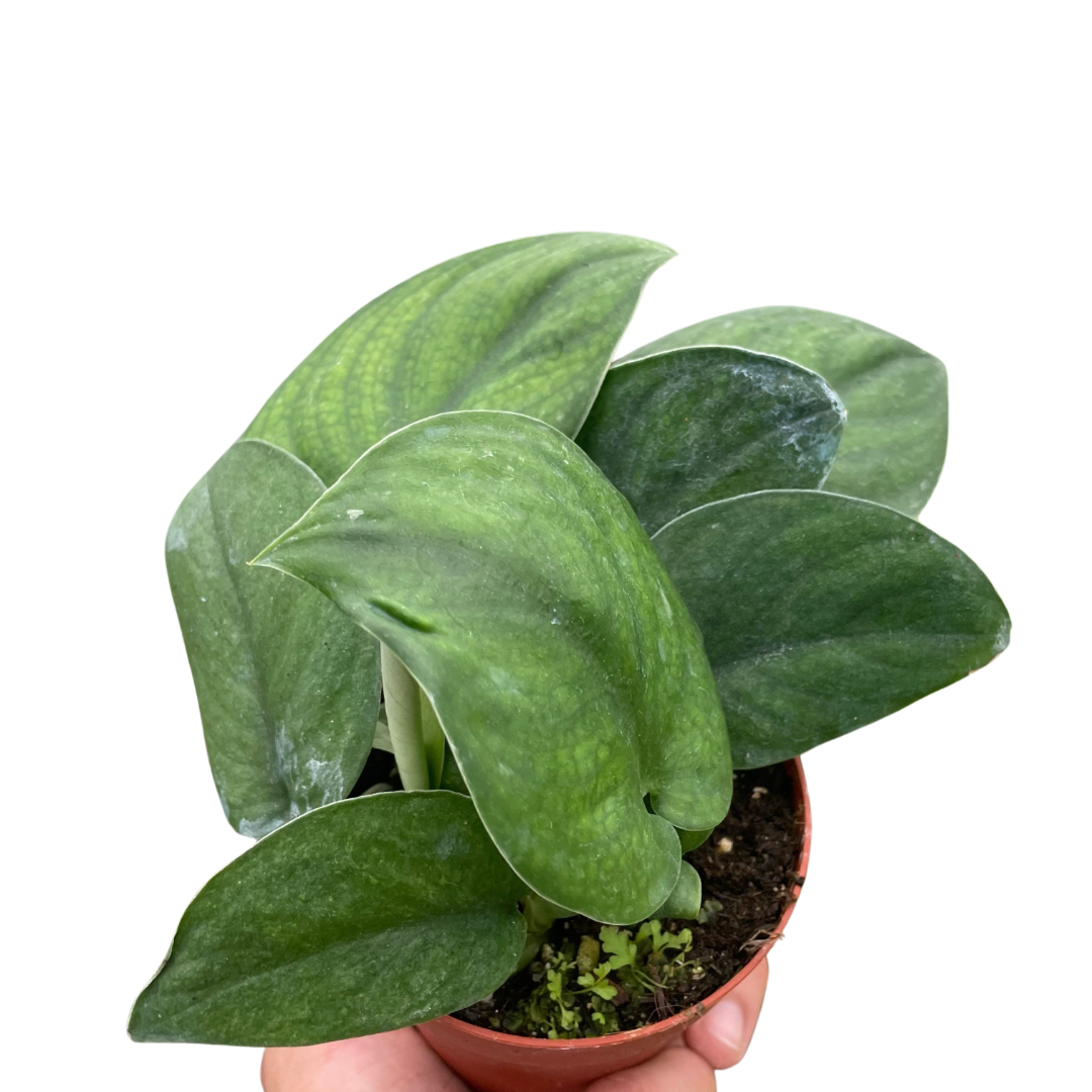 - image on Tampa Home & Garden Store