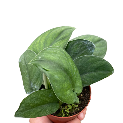 - image on Tampa Home & Garden Store