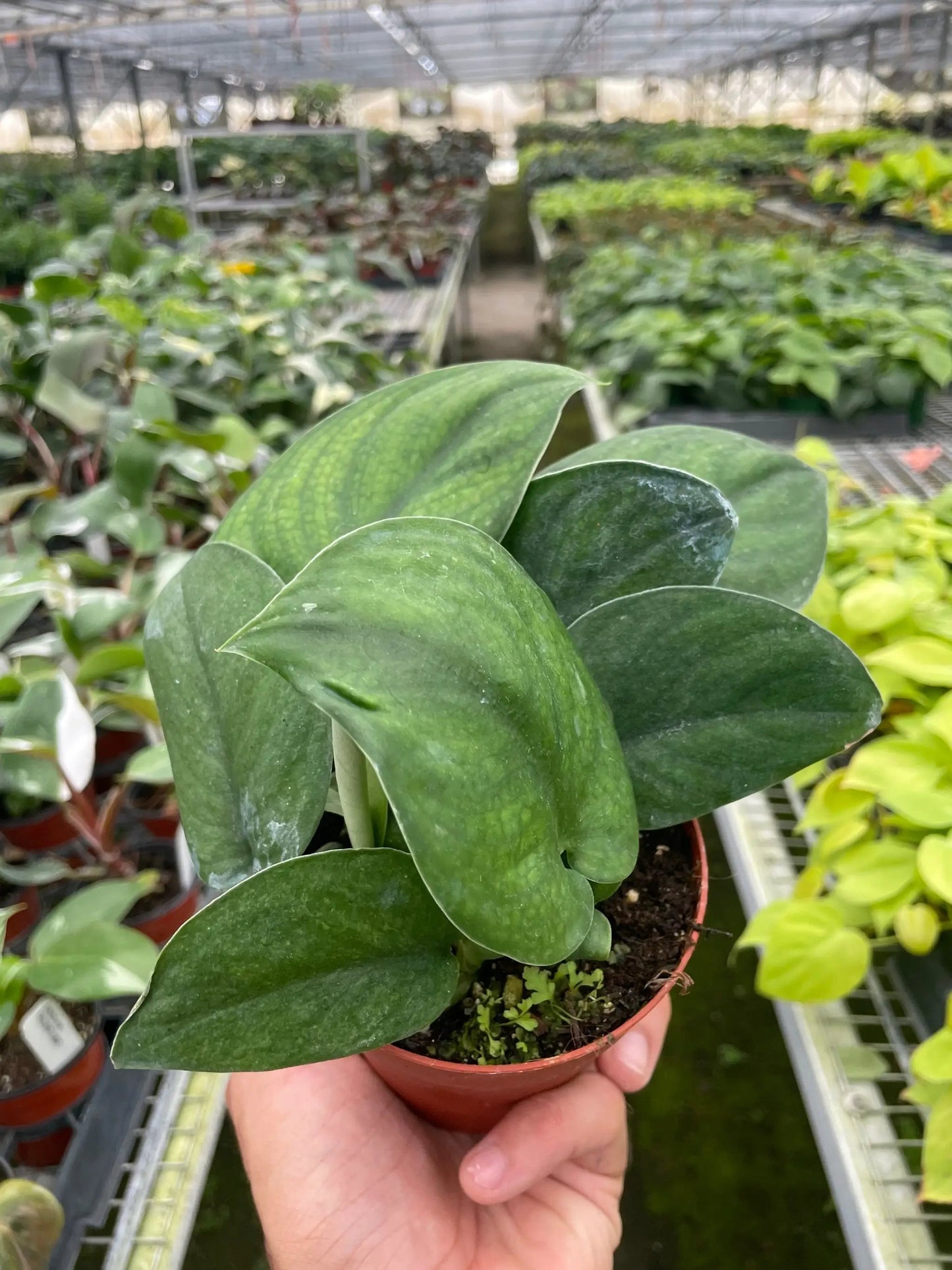 - image on Tampa Home & Garden Store