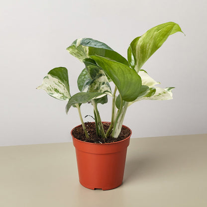 Pothos Manjula houseplant in orange pot with variegated green and cream leaves by House Plant Shop on Tampa Home & Garden Store