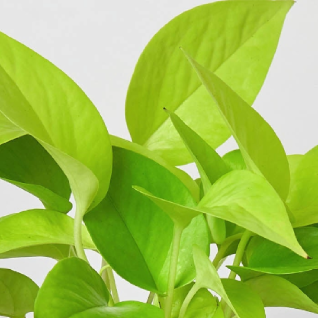Pothos Neon indoor plant, lime-green leaves, potted houseplant by Rooted Treasures Farms on Tampa Home & Garden Store