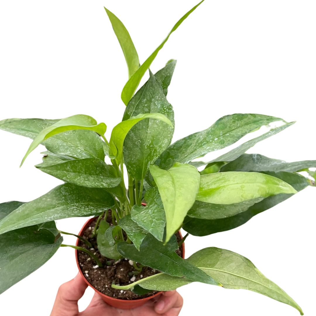 Pothos Skeleton Key plant in a small pot with vibrant green leaves on Tampa Home & Garden Store