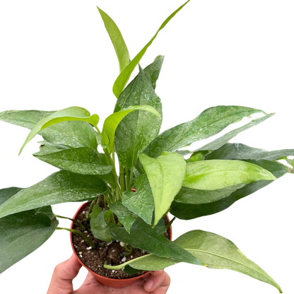 Pothos Skeleton Key plant in a small pot with vibrant green leaves on Tampa Home & Garden Store