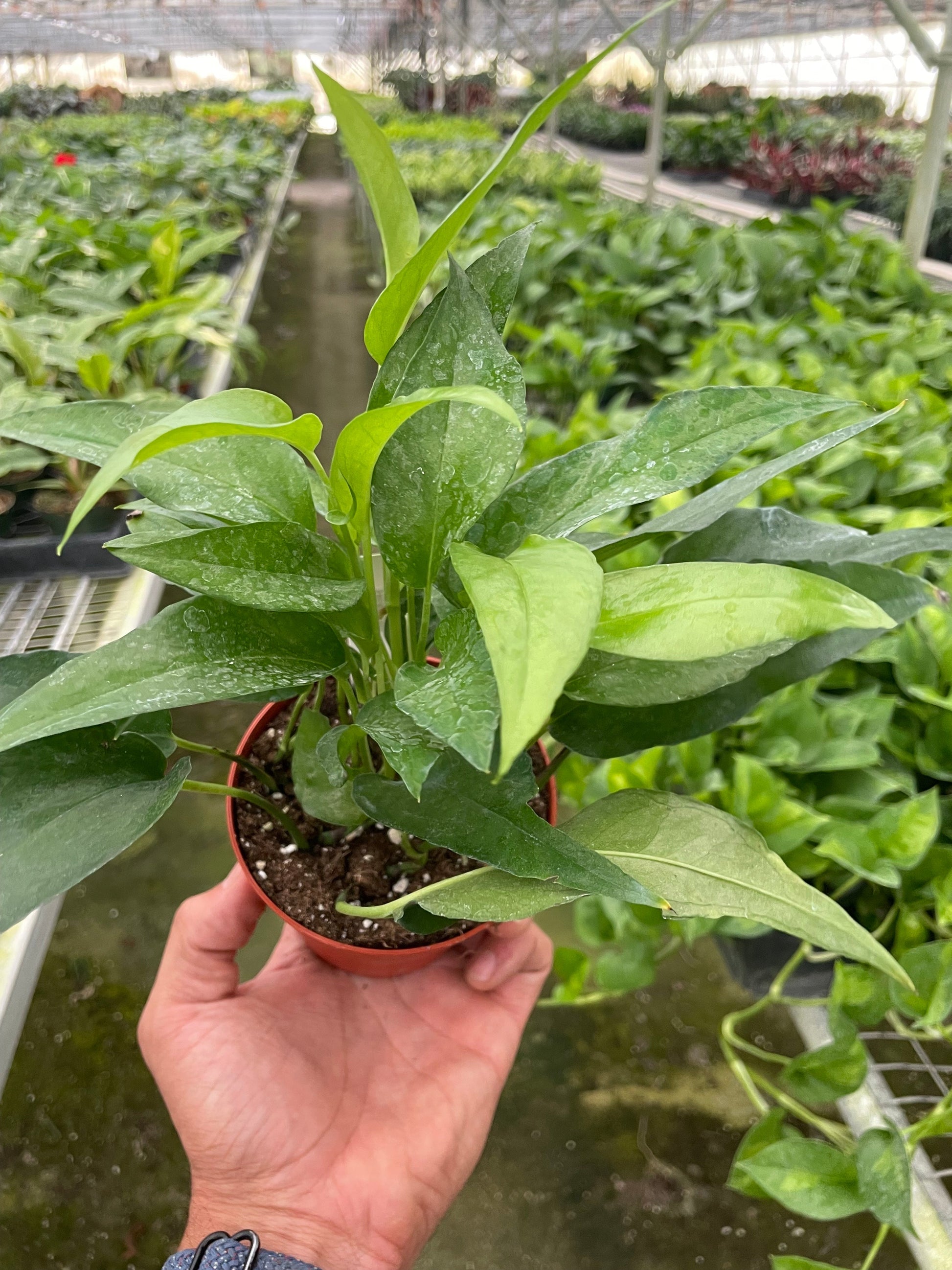 Pothos Skeleton Key plant House Plant Shop with bright green leaves in a red pot on Tampa Home & Garden Store