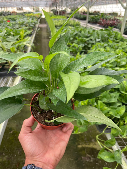 Pothos Skeleton Key plant House Plant Shop with bright green leaves in a red pot on Tampa Home & Garden Store