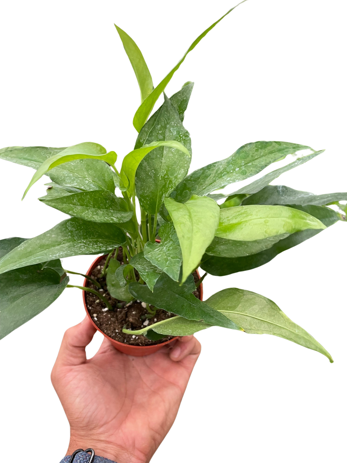 Pothos Skeleton Key plant in terracotta pot with slender green leaves held in hand on Tampa Home & Garden Store