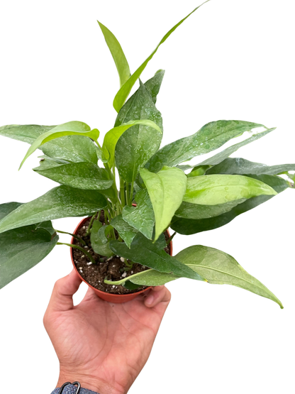 Pothos Skeleton Key plant in terracotta pot with slender green leaves held in hand on Tampa Home & Garden Store