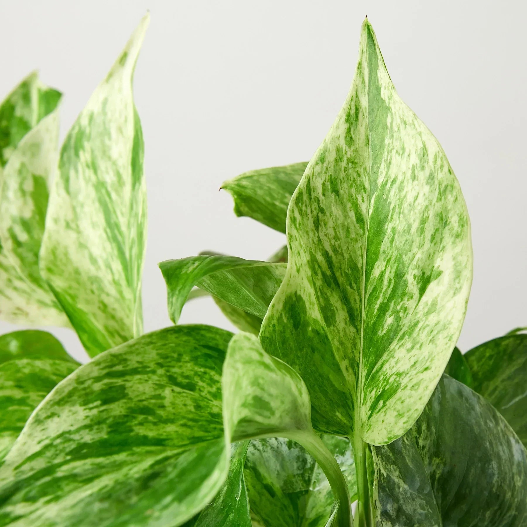 Pothos Marble Queen indoor plant with variegated green and cream leaves on Tampa Home & Garden Store