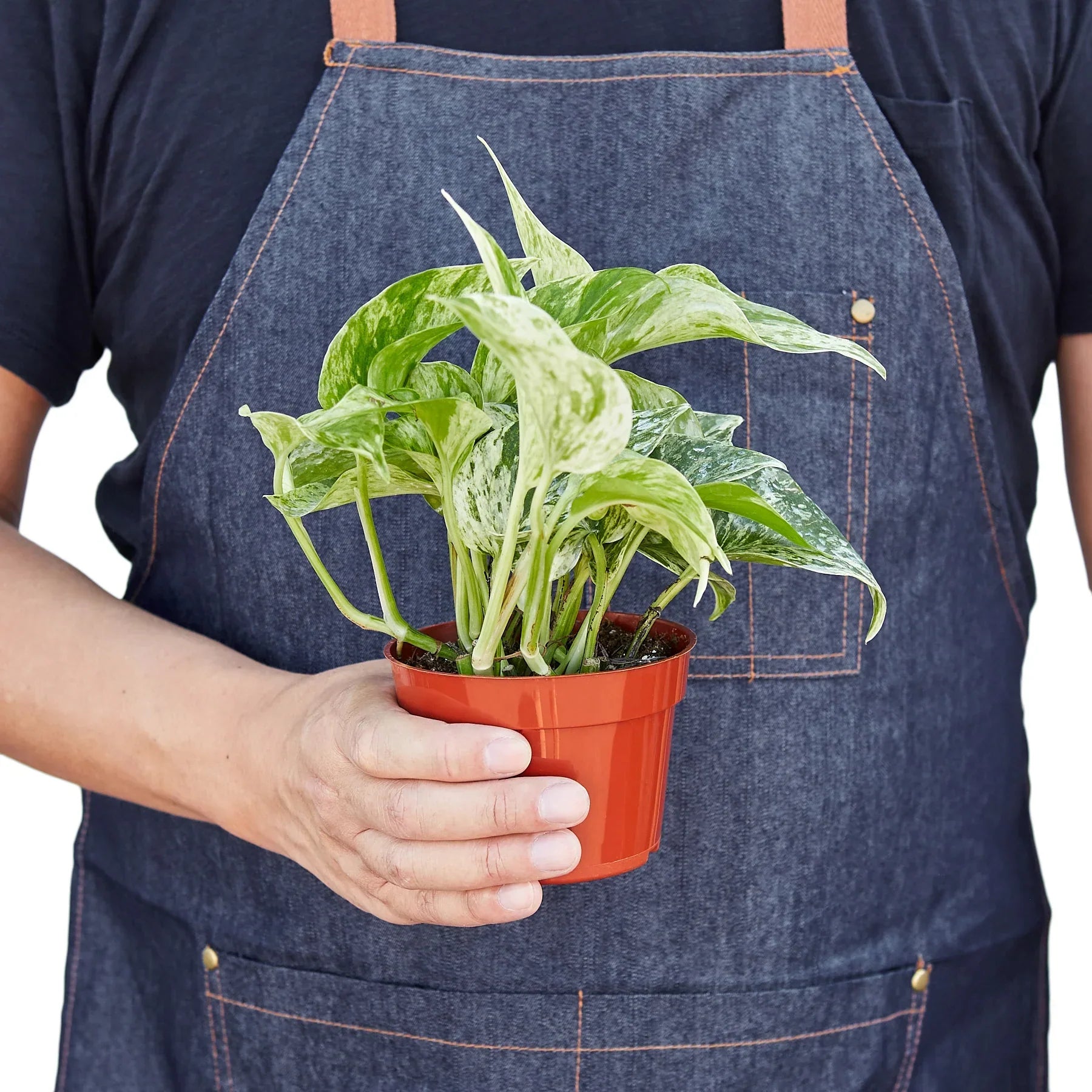 Pothos Marble Queen plant in orange pot with variegated leaves on Tampa Home & Garden Store