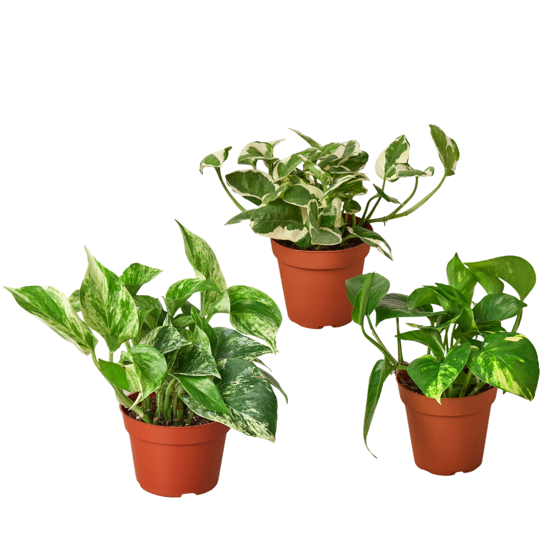 3 Pothos Variety Pack Live Plants in 4 Inch Pots