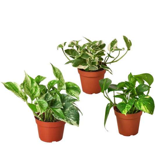 3 pothos plants in 4-inch pots with variegated green and cream leaves, House Plant Shop on Tampa Home & Garden Store