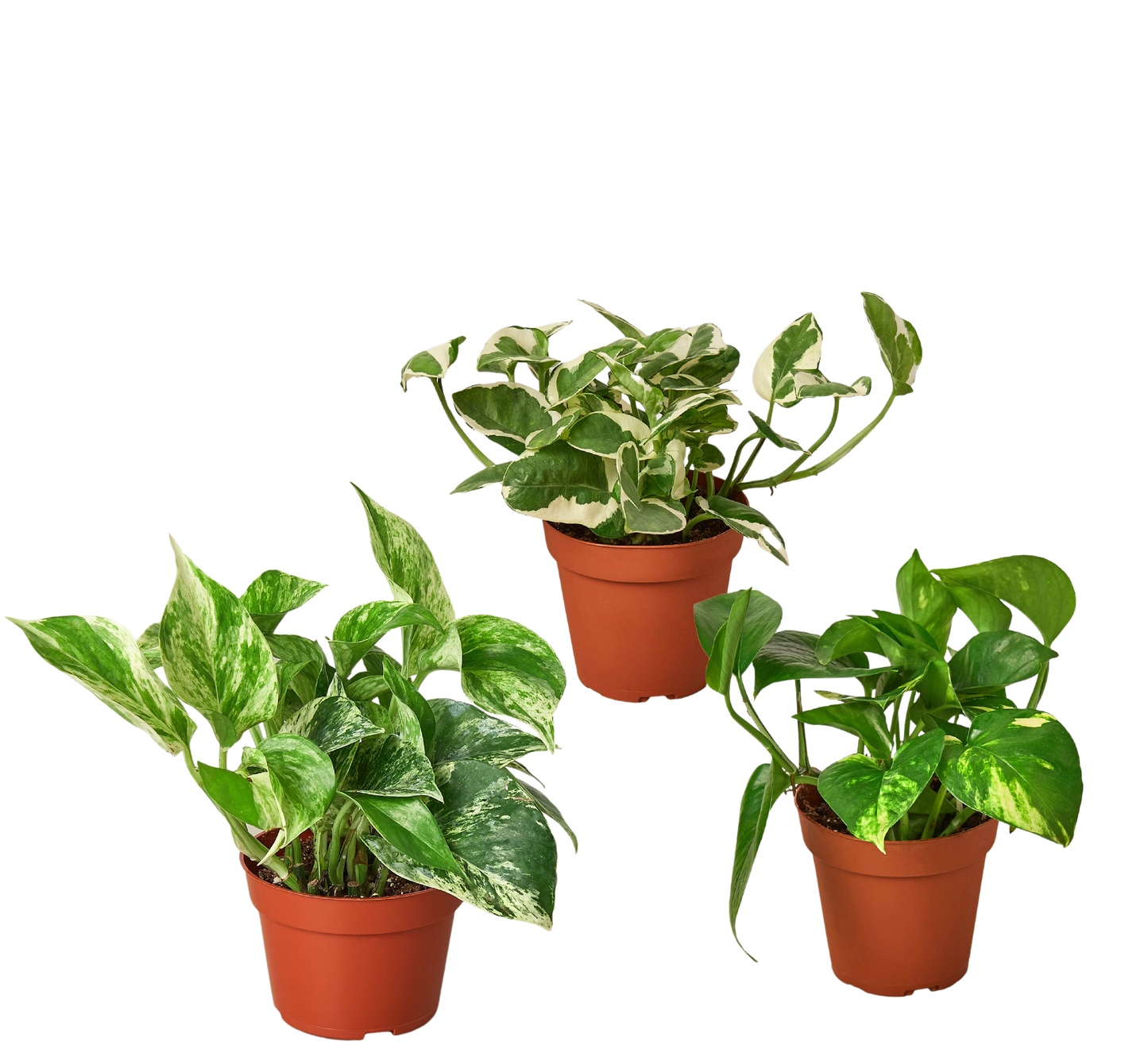 3 Pothos Variety Pack Live Plants in 4 Inch Pots