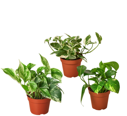3 Pothos Variety Pack Live Plants in 4 Inch Pots