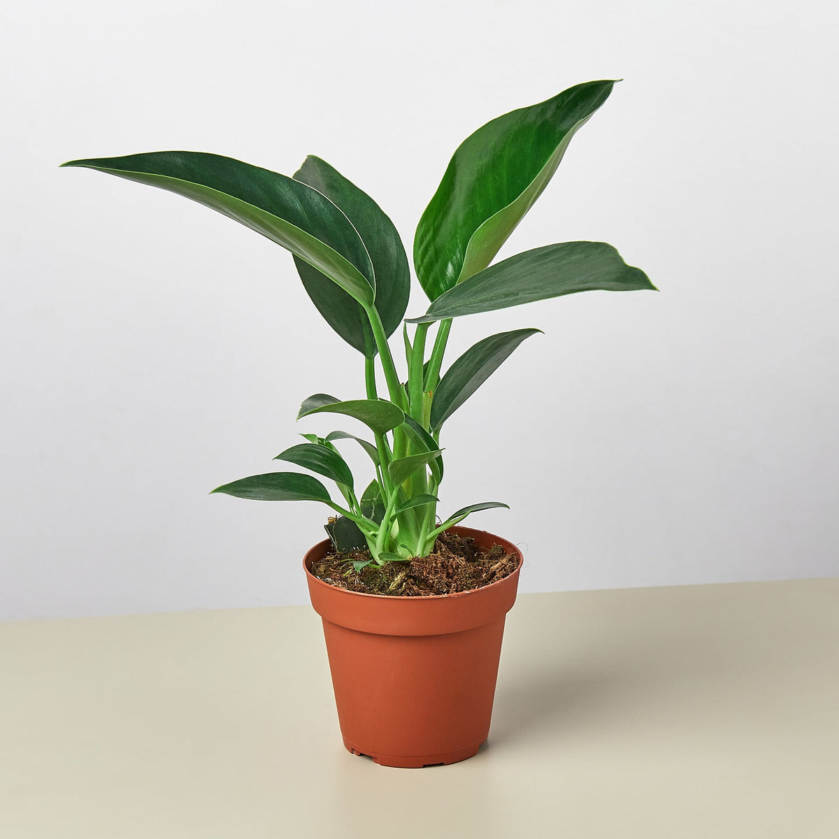 Philodendron Congo Green indoor plant with glossy leaves in a terracotta pot by House Plant Shop on Tampa Home & Garden Store