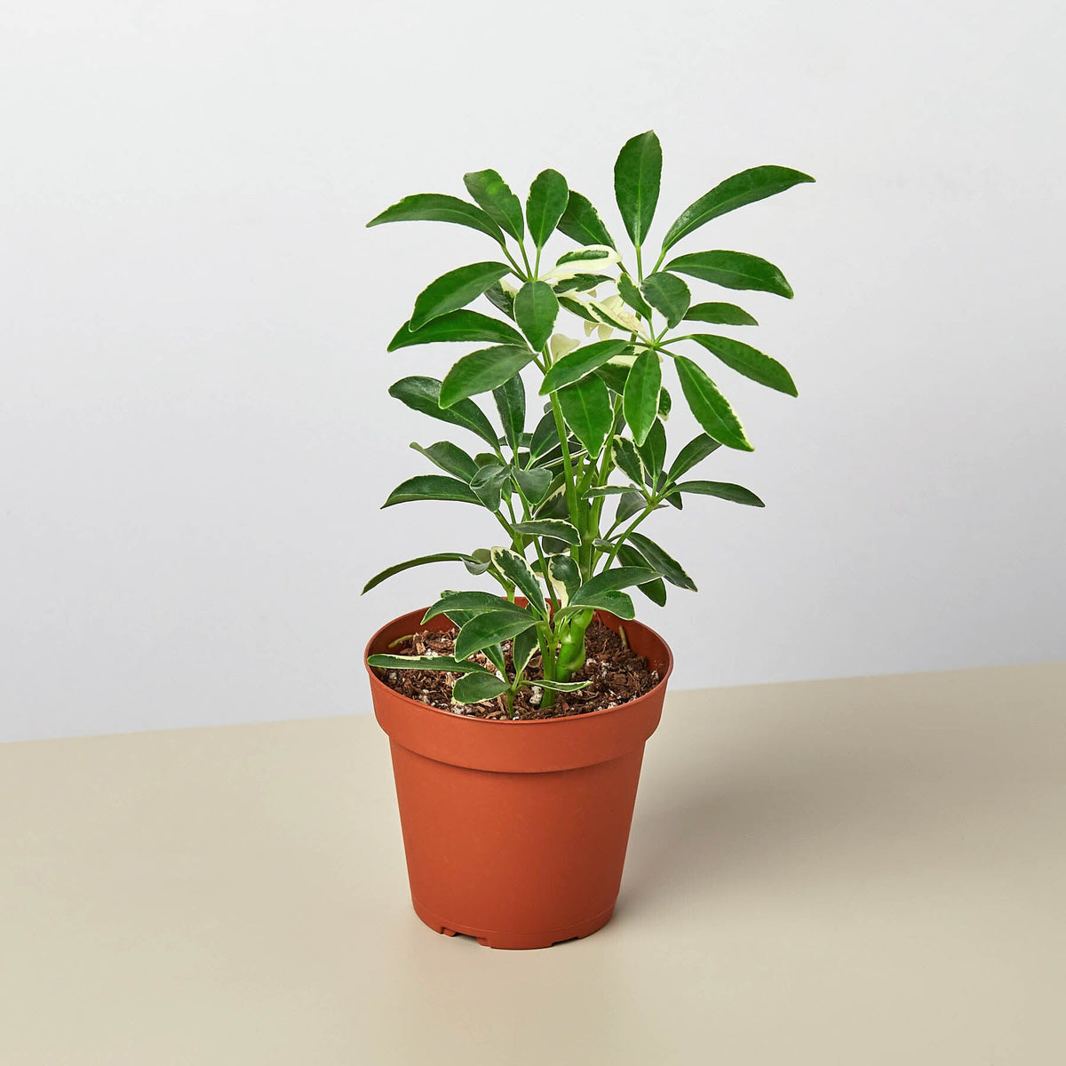 Schefflera Moonlight plant variegated green cream leaflets in pot by House Plant Shop on Tampa Home & Garden Store
