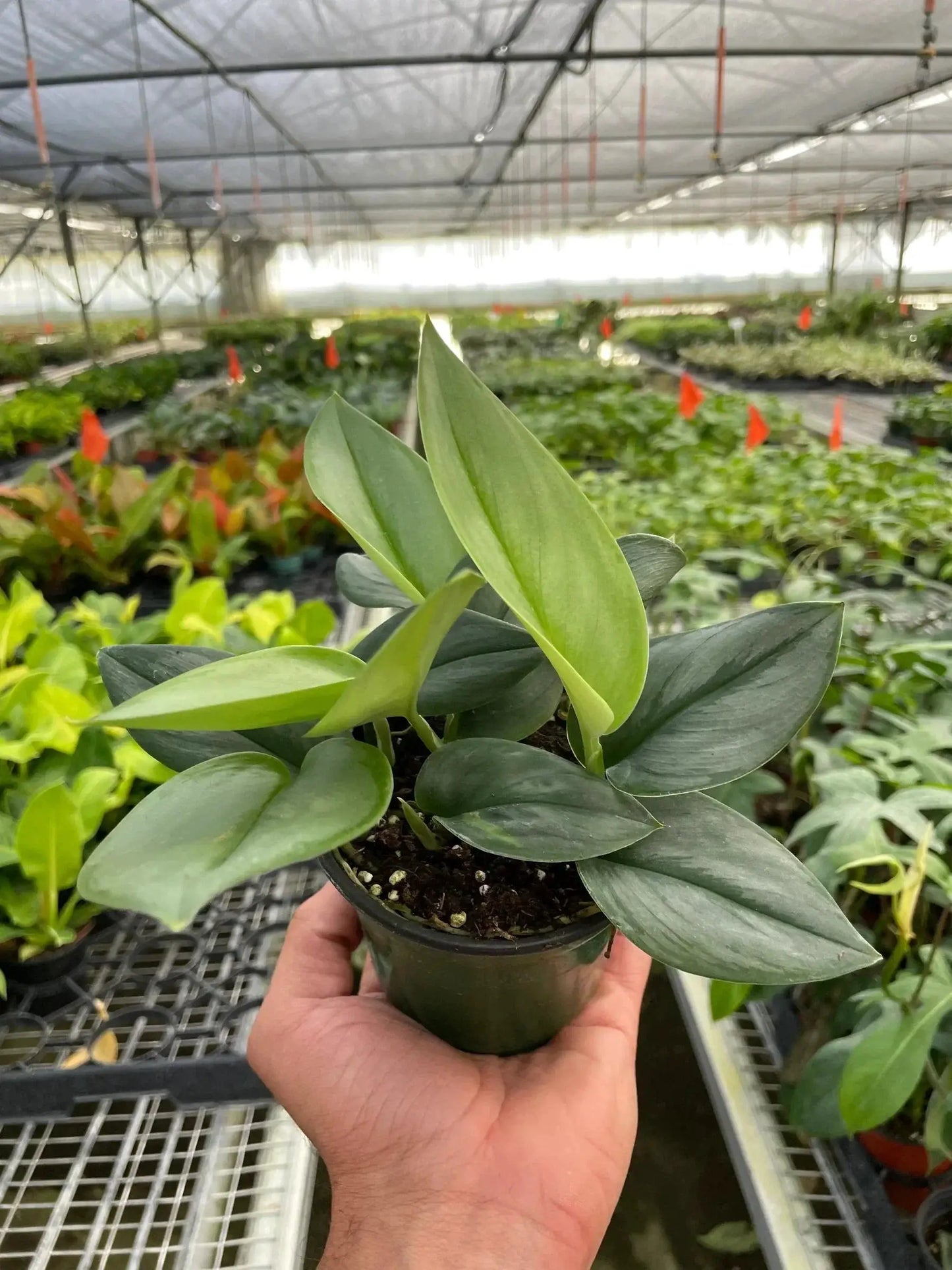 Easy Care Scindapsus Moonlight Houseplant